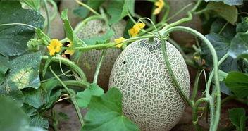 新疆黑料吃瓜,揭秘背后的真相与争议